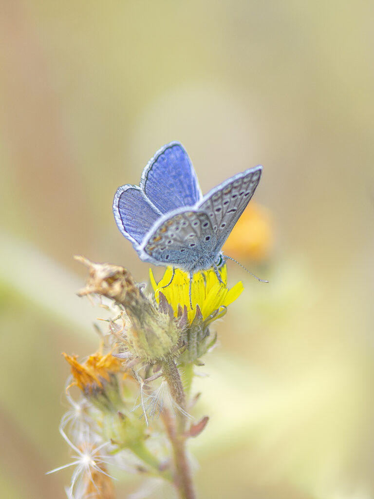 Faune & Flore : Argus bleu : papillon commun en Nouvelle Aquitaine