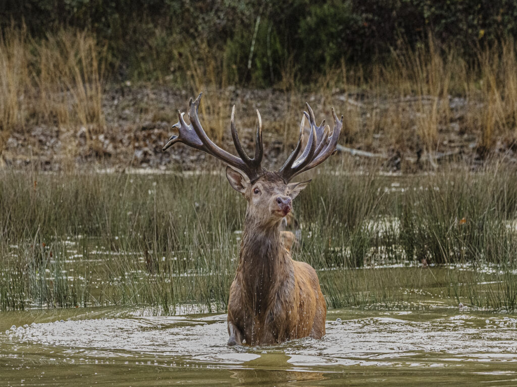 Faune & Flore : Cerf dans une pièce d'eau