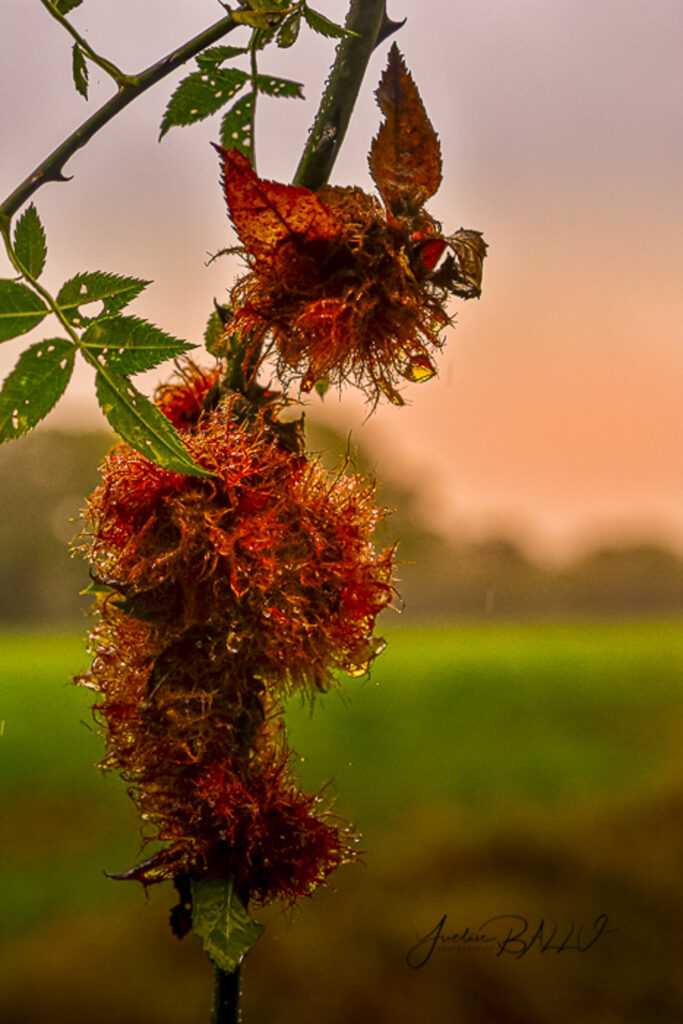 Paysages naturels :  nature- fleur - couleurs