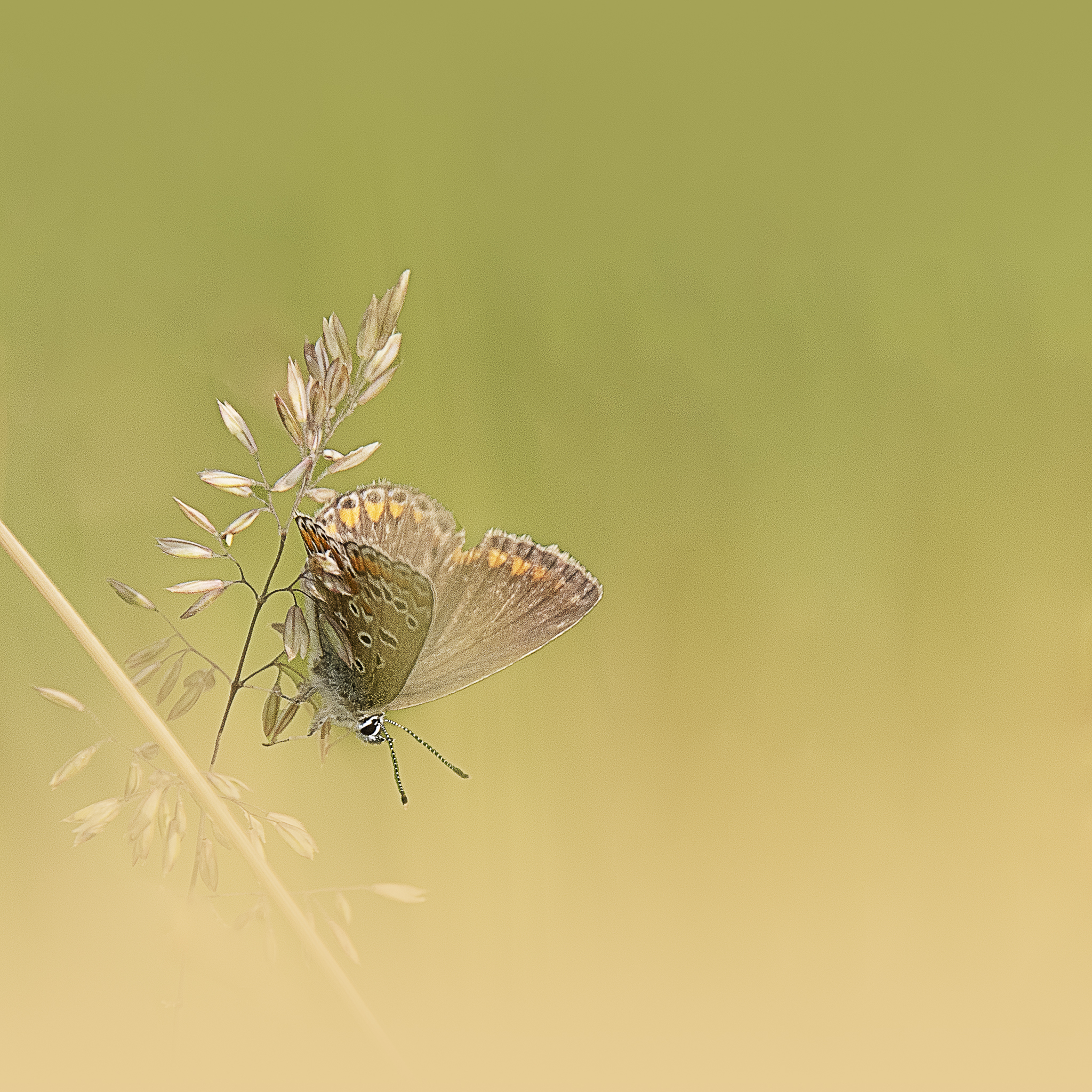 Papillons des deux Sèvres en Nouvelle Aquitaine