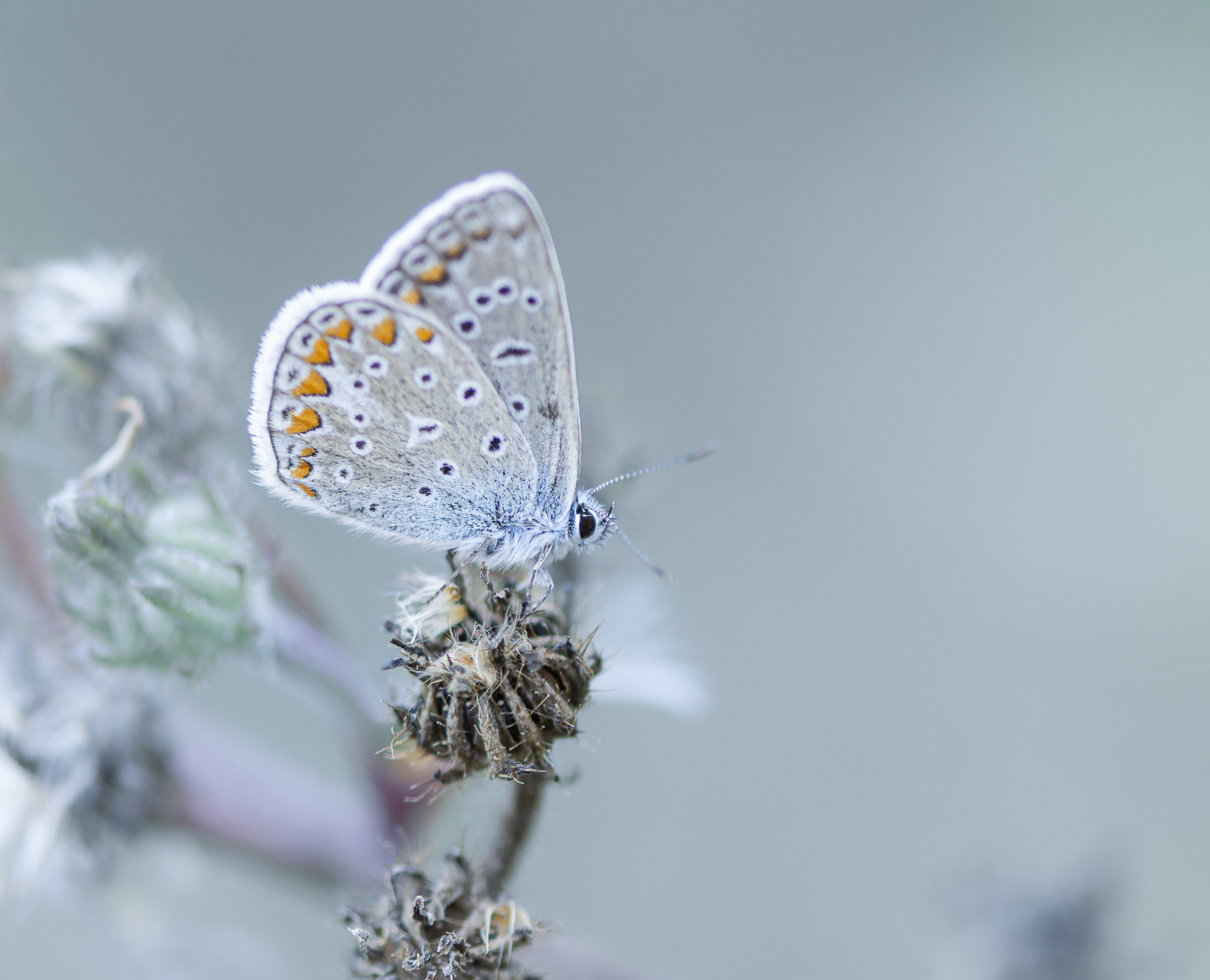 Papillons des deux Sèvres en Nouvelle Aquitaine