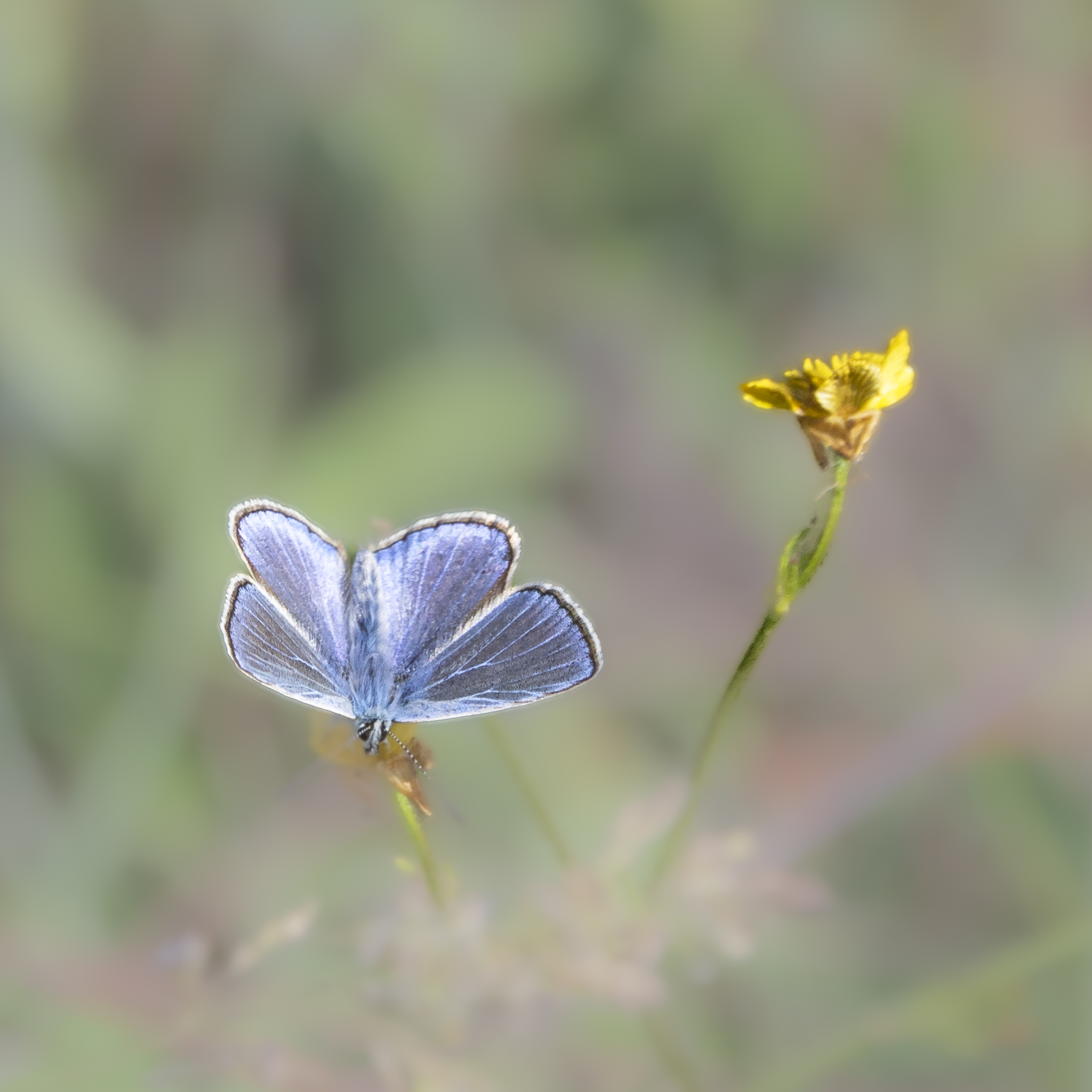 Papillons des deux Sèvres en Nouvelle Aquitaine