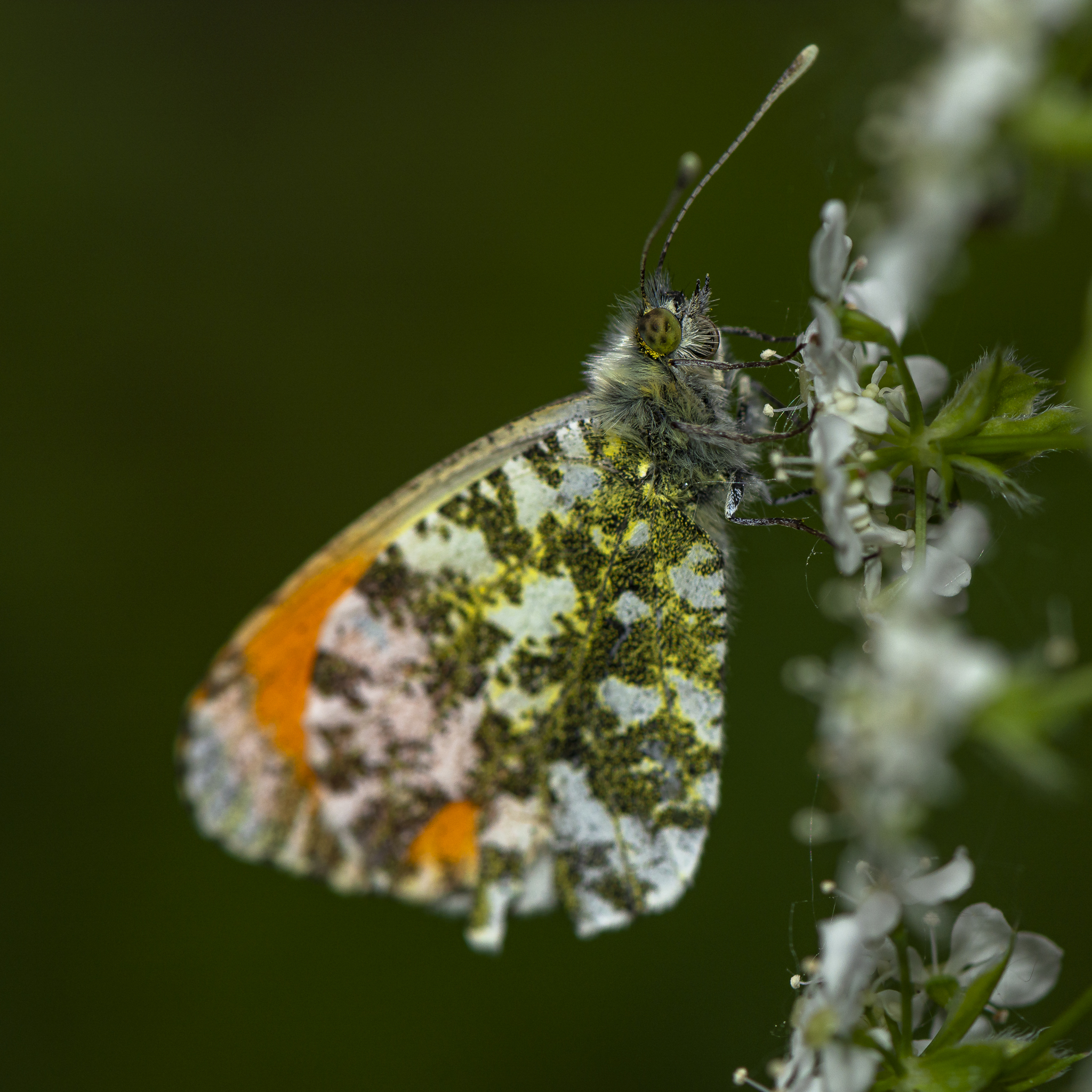 Papillons des deux Sèvres en Nouvelle Aquitaine