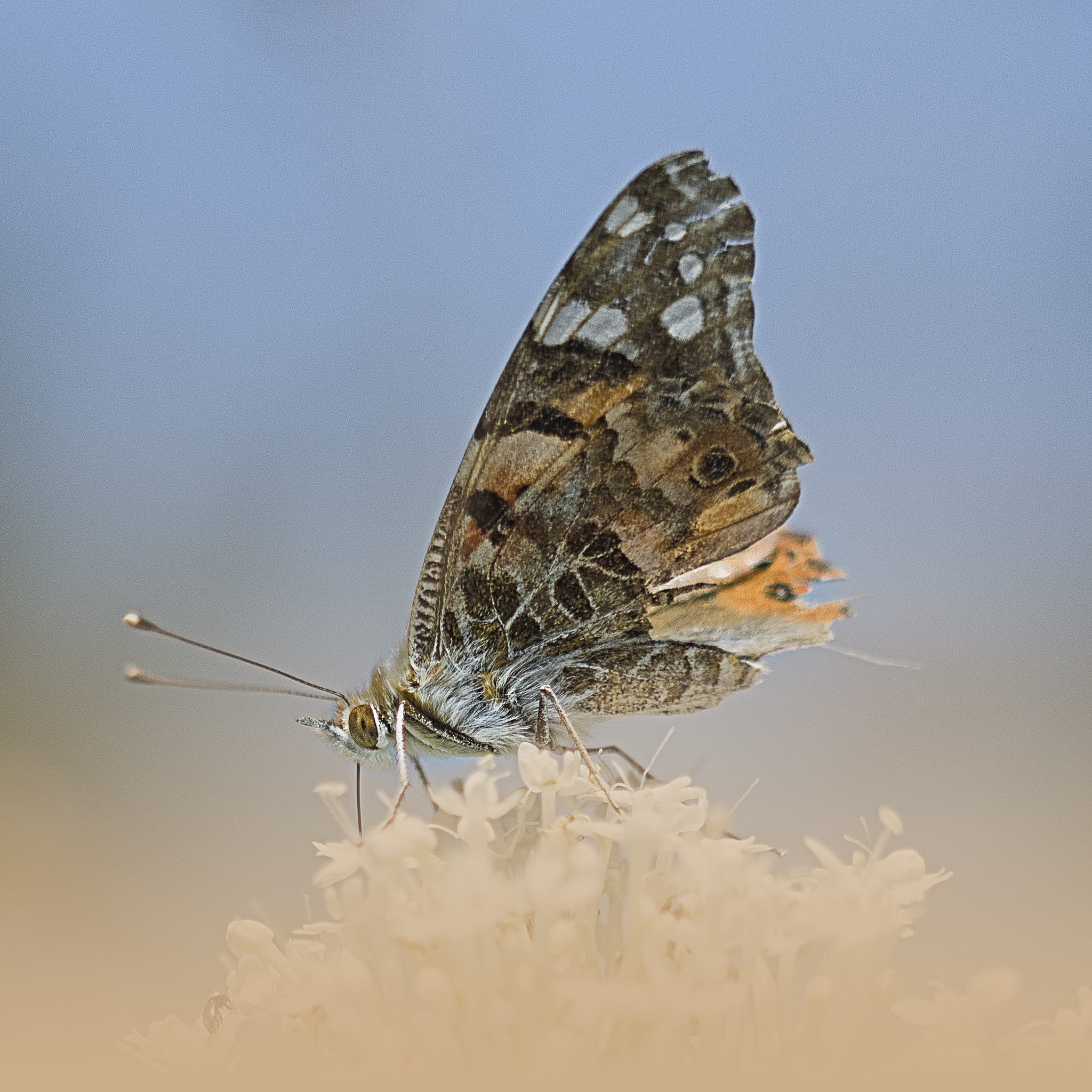 Papillons des deux Sèvres en Nouvelle Aquitaine