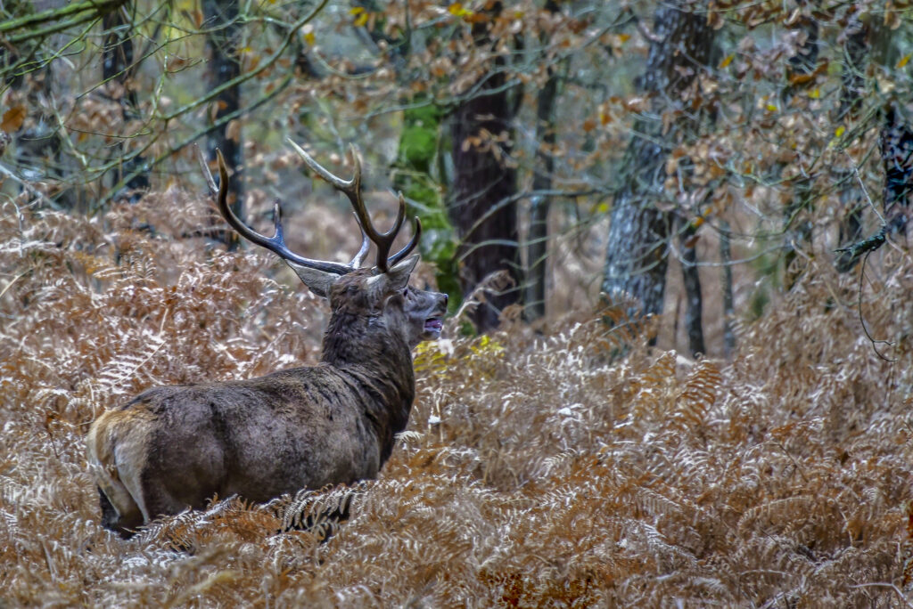 Cerf en forêt dans les fougères à l'automne