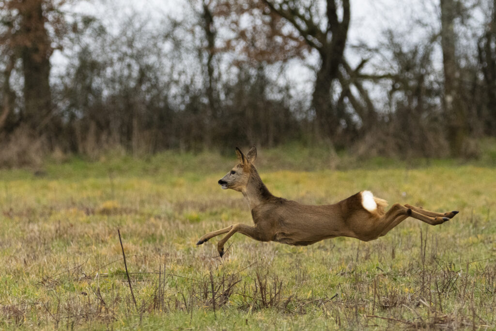 Chevrette en course