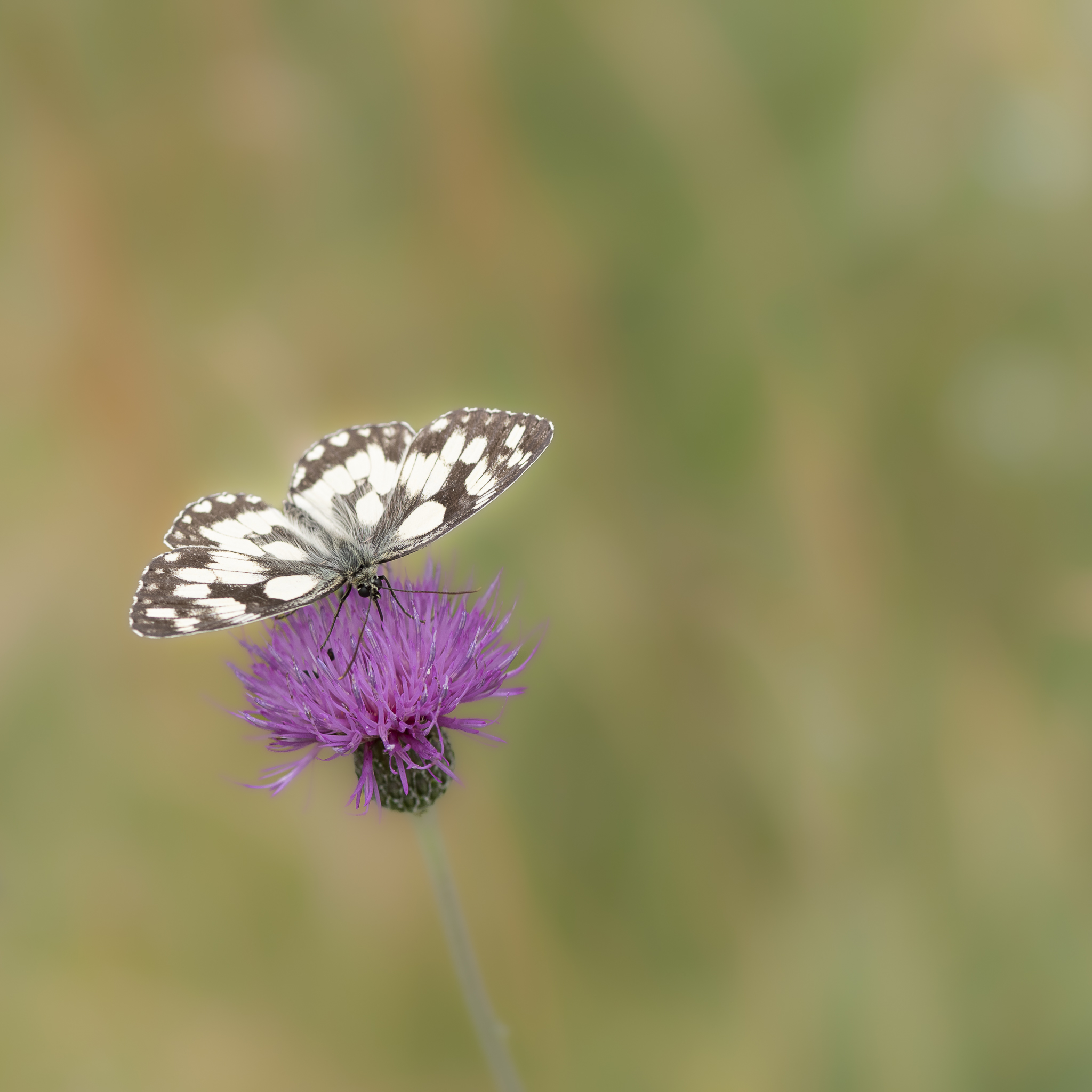 Papillons des deux Sèvres en Nouvelle Aquitaine