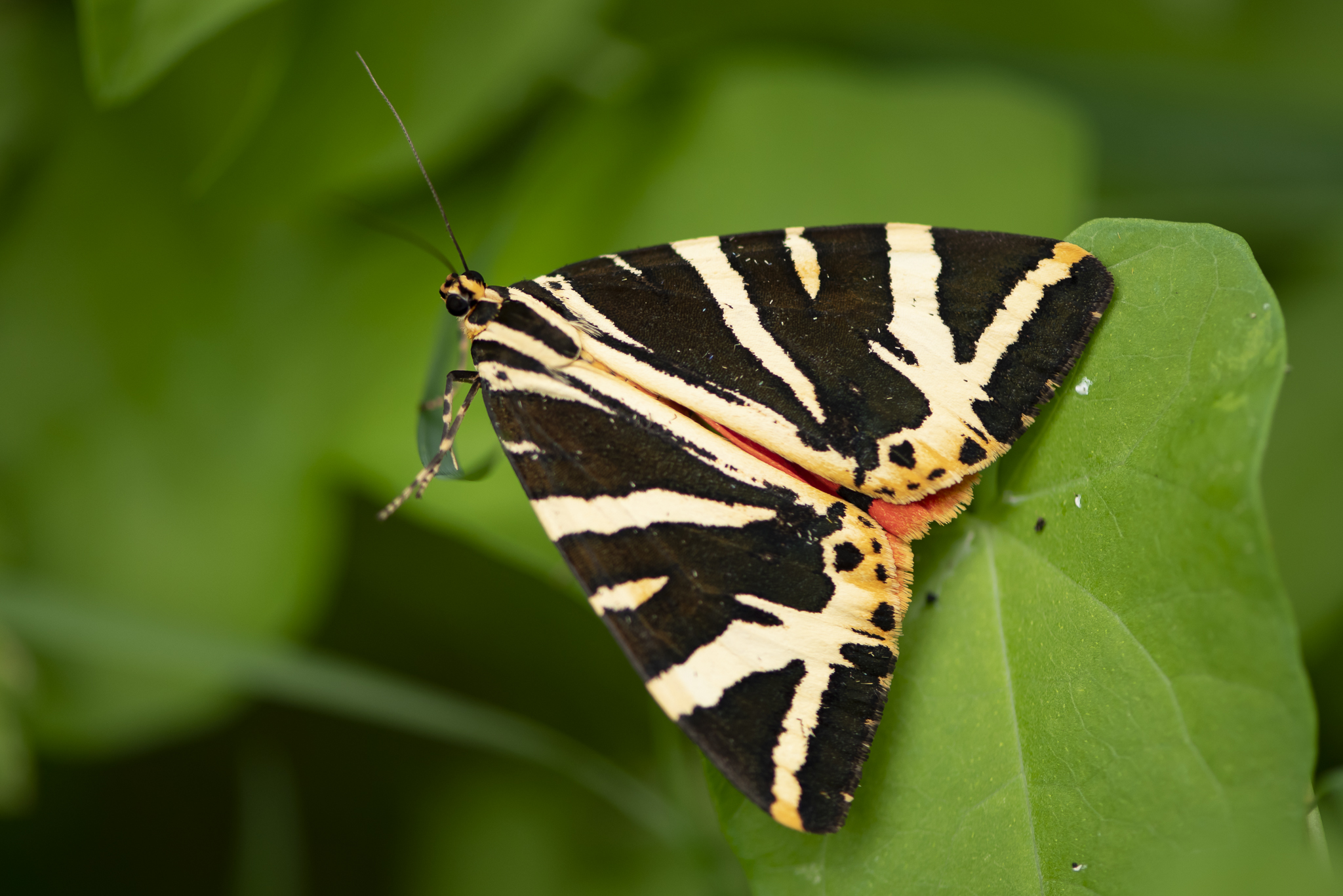 Papillons des deux Sèvres en Nouvelle Aquitaine