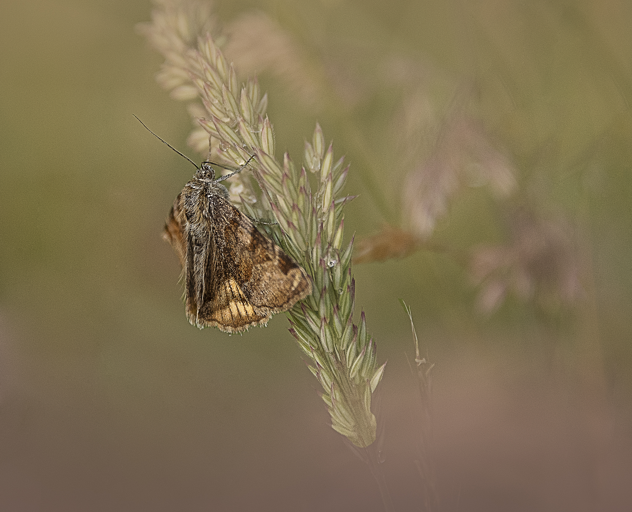 Papillons des deux Sèvres en Nouvelle Aquitaine