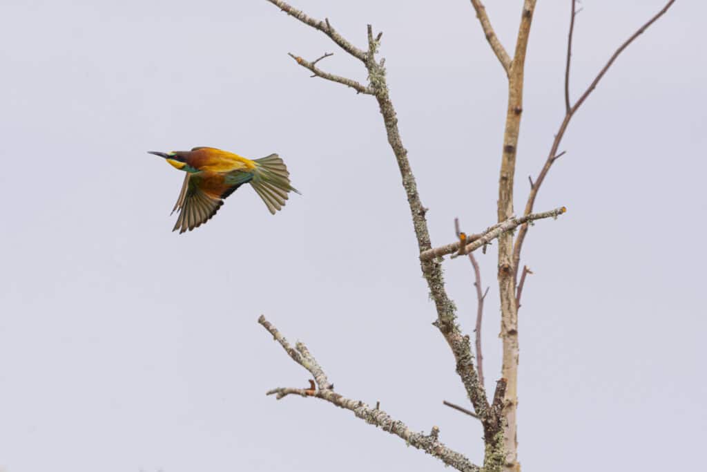 Faune & Flore : 
Guêpier d'Europe, oiseau migrateur qui se niche dans les dunes de sable, en bordure de mer entre autres.