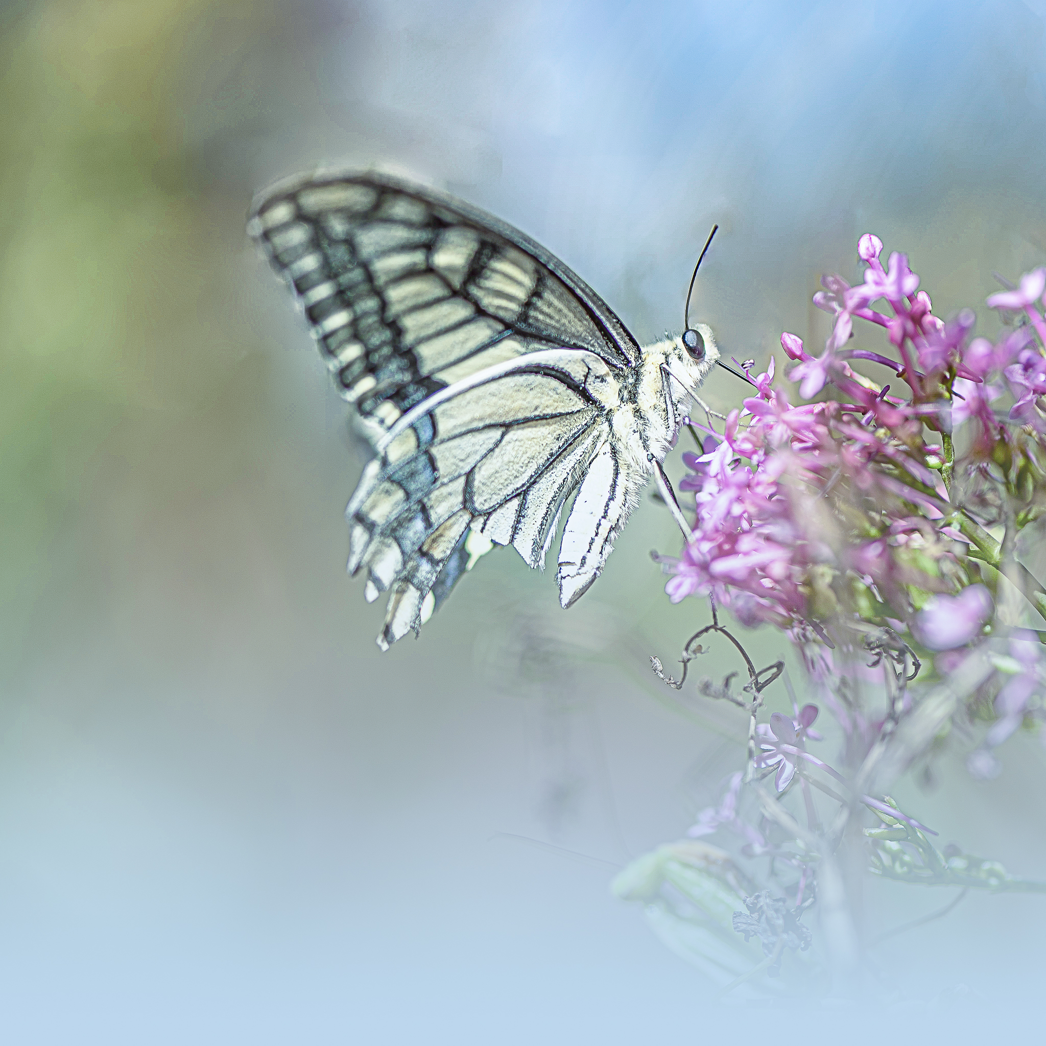 Papillons des deux Sèvres en Nouvelle Aquitaine