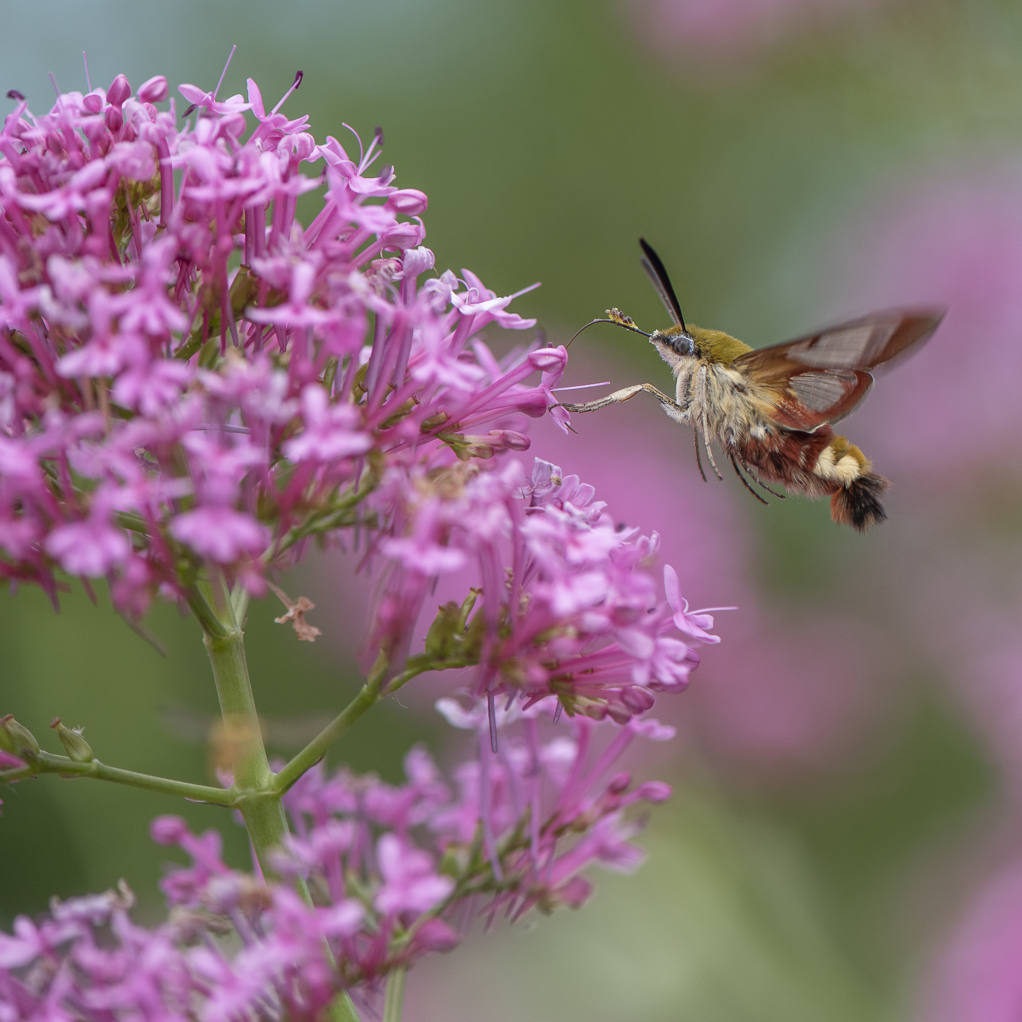 Papillons des deux Sèvres en Nouvelle Aquitaine