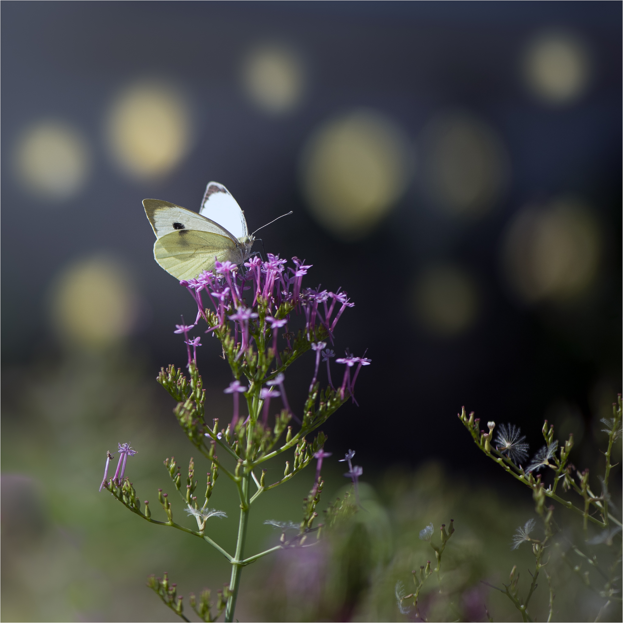 Papillons des deux Sèvres en Nouvelle Aquitaine