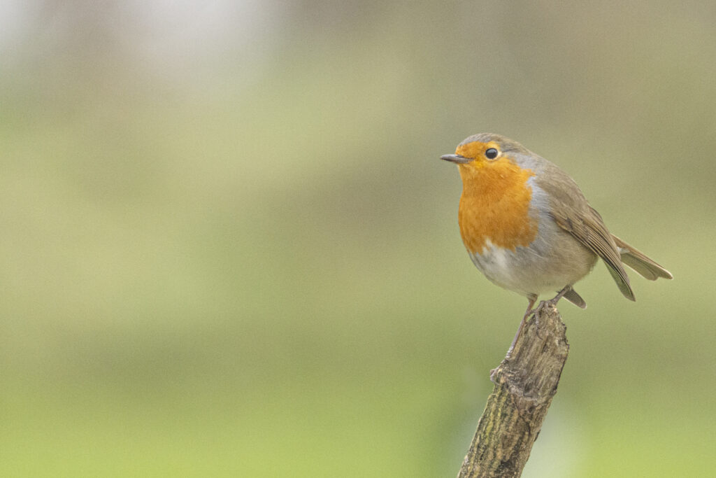 Faune & Flore: 
Rouge gorge sur son bois avant de se rendre à la mangeoire