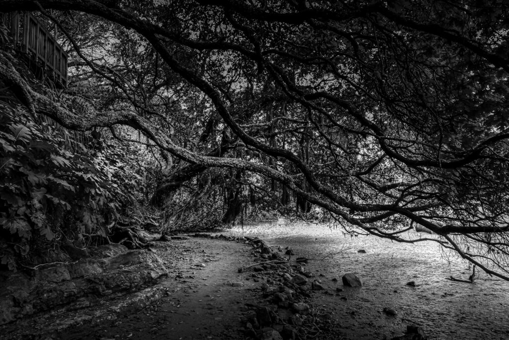 Paysages N&B : arbres - majestueux - Nouvelle Zélande