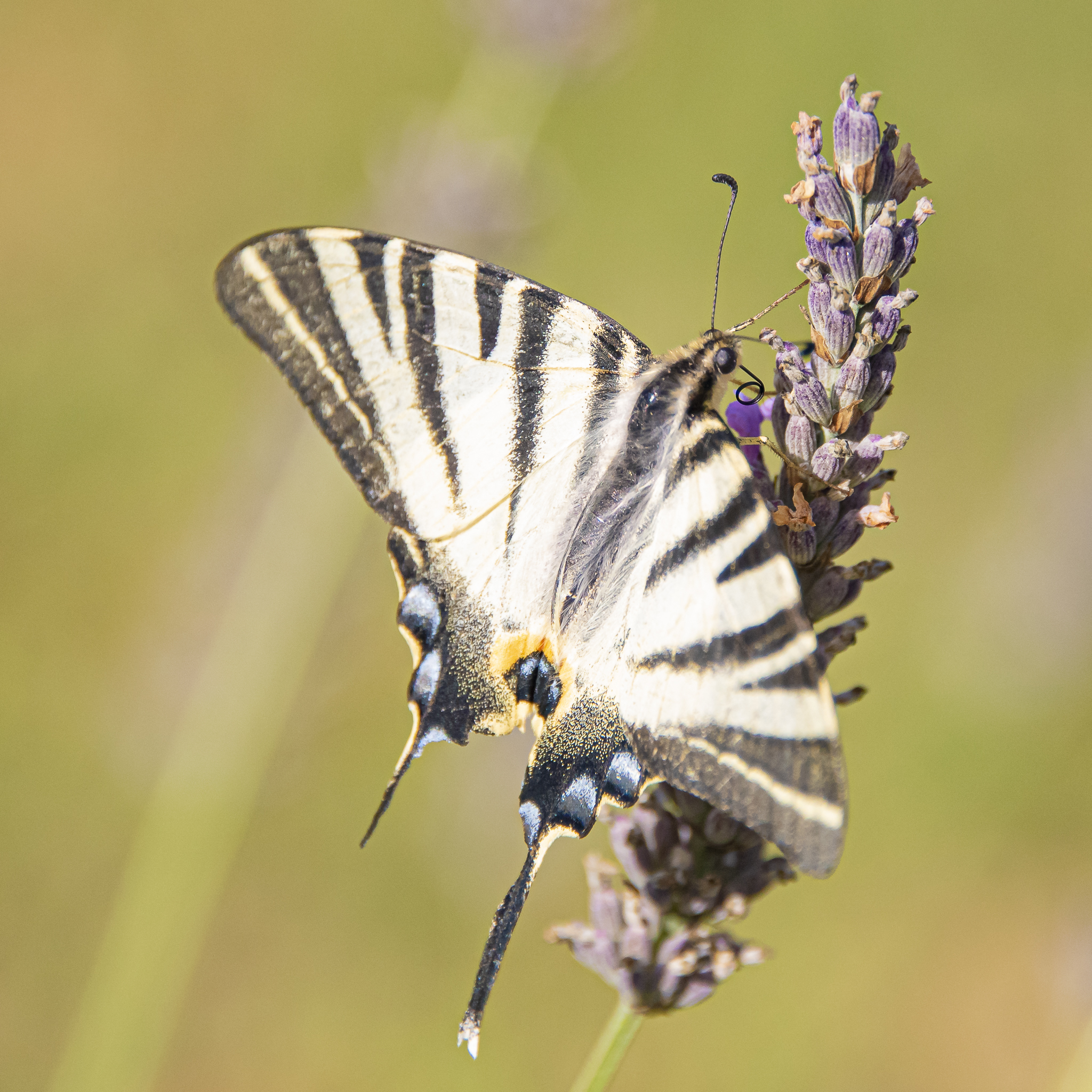 Papillons des deux Sèvres en Nouvelle Aquitaine