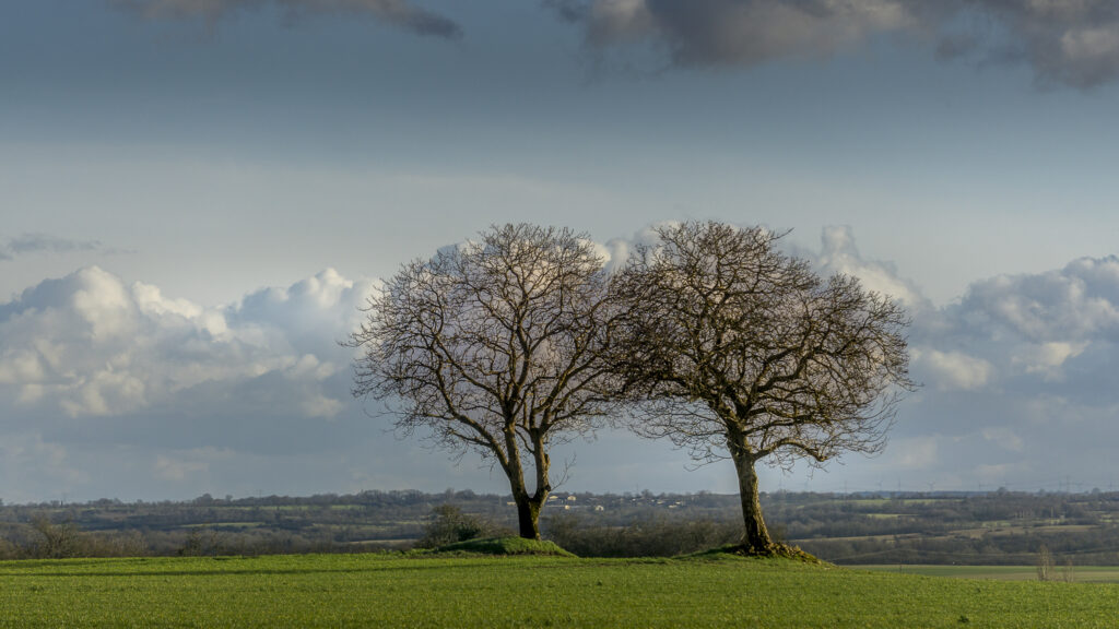 paysages naturels : arbres - nature - coulerus