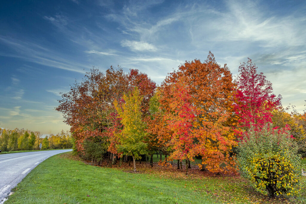 paysages naturels : parc - arbres- couleurs