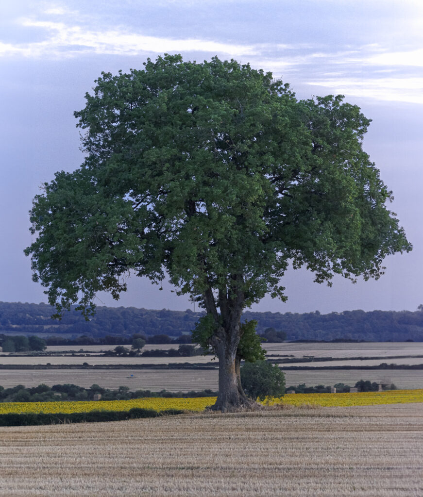 paysages naturels : arbre isolé - nature