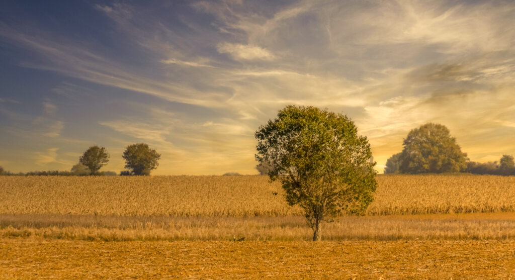 Les quatre éléments : Terre - Un soir d'été, après la récolte