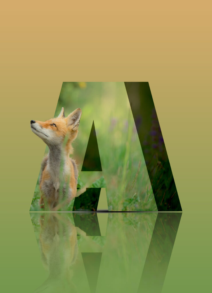 Photmontage lettre 3D - avec un animal sauvage