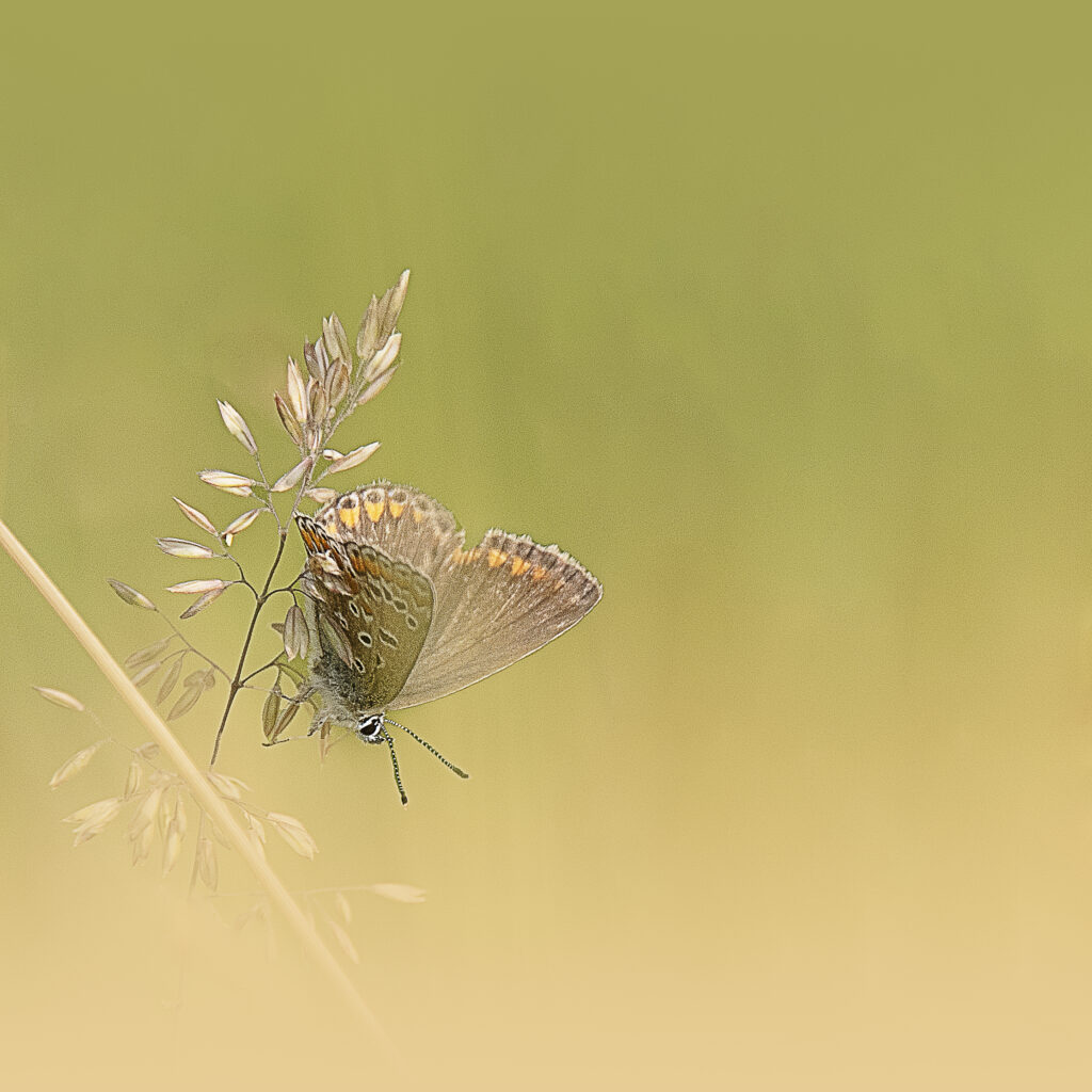 « Exposition de papillons présentant des espèces colorées dans un cadre naturel et pédagogique. »