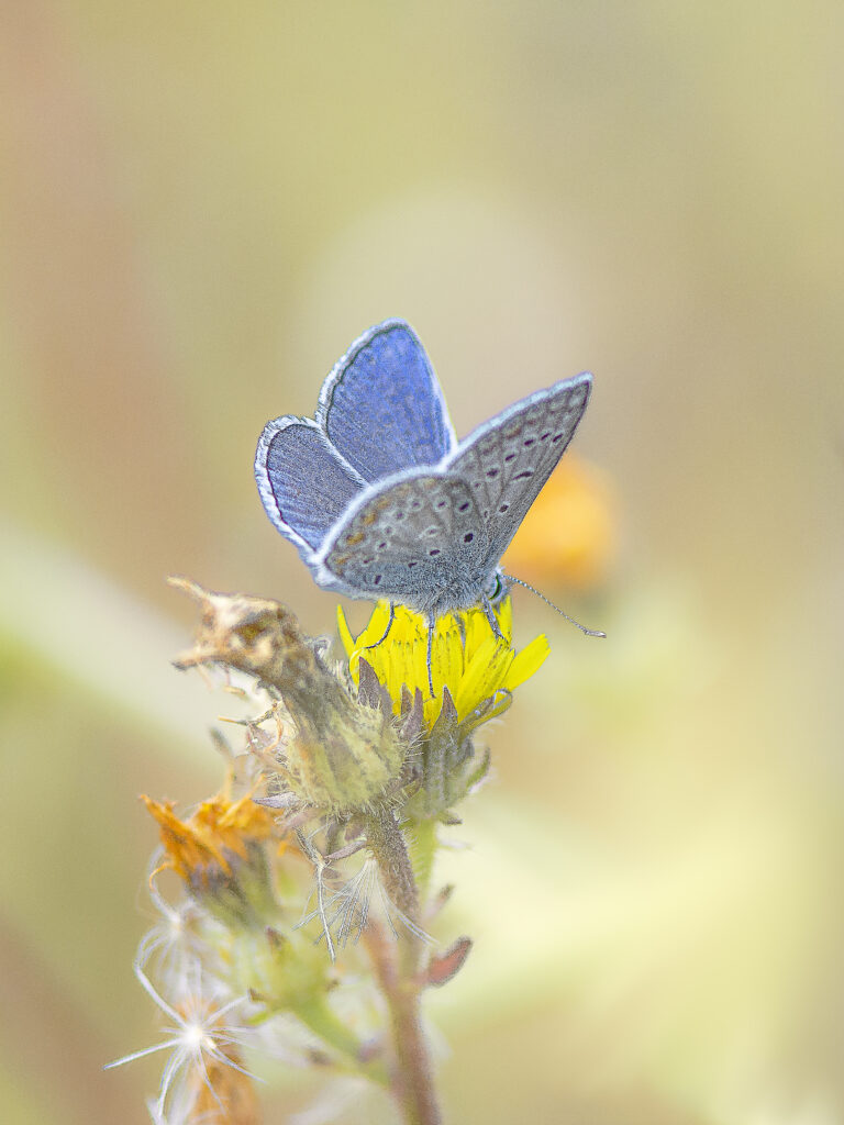 « Exposition de papillons présentant des espèces colorées dans un cadre naturel et pédagogique. »