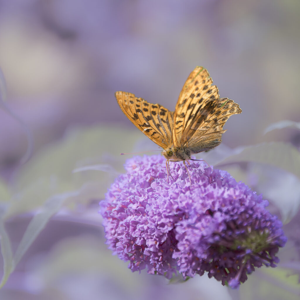 « Exposition de papillons présentant des espèces colorées dans un cadre naturel et pédagogique. »