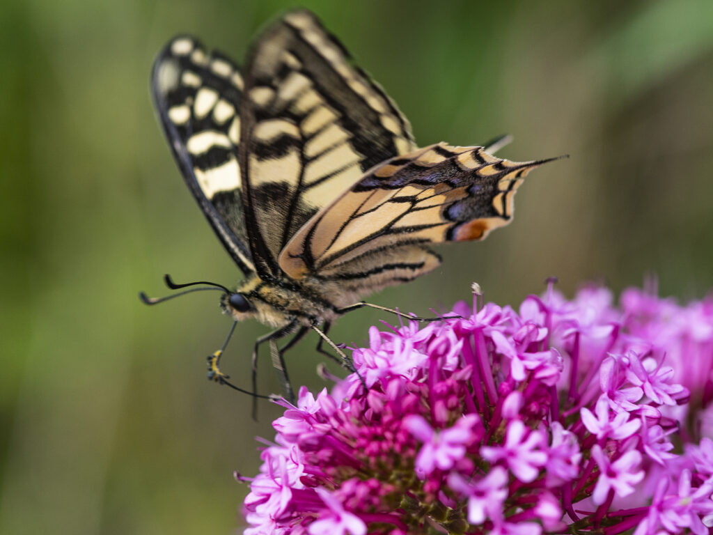 « Exposition de papillons présentant des espèces colorées dans un cadre naturel et pédagogique. »