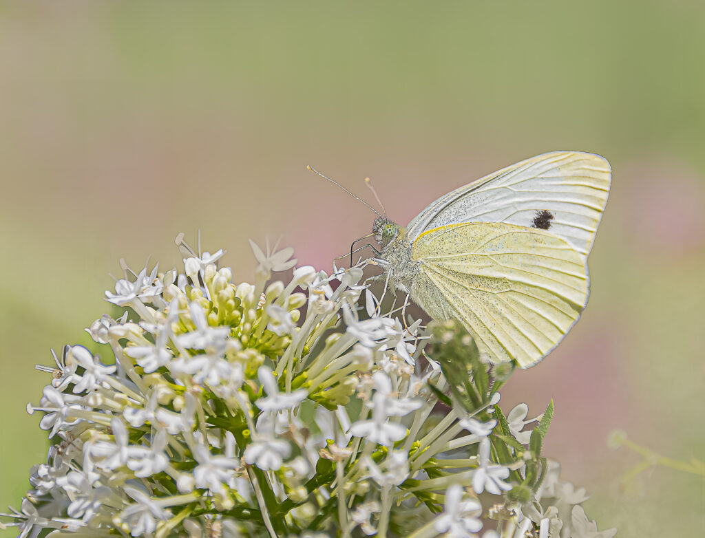 « Exposition de papillons présentant des espèces colorées dans un cadre naturel et pédagogique. »