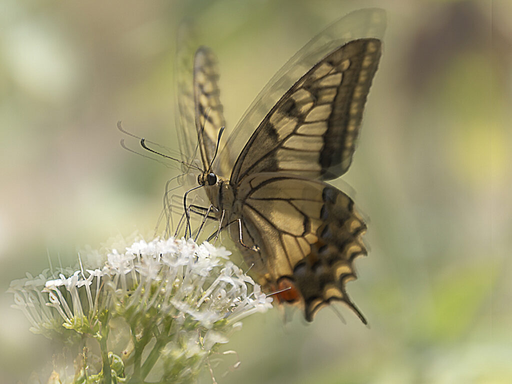 « Papillon en ICM, aux ailes déformées par le mouvement de l’appareil, donnant une sensation abstraite et onirique. »